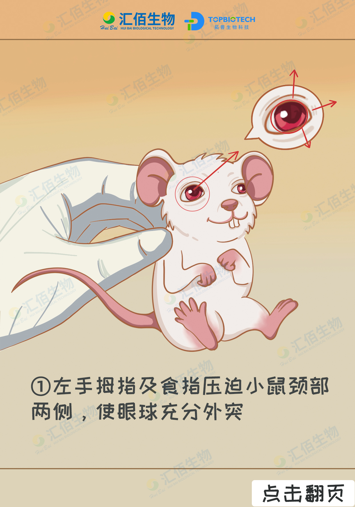 01步骤一：左手拇指及食指压迫小鼠颈部两侧 使眼球充分外突.jpg